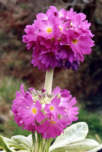 Primula denticulata photo
